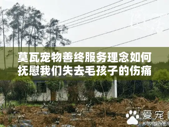 莫瓦宠物善终服务理念如何抚慰我们失去毛孩子的伤痛？
