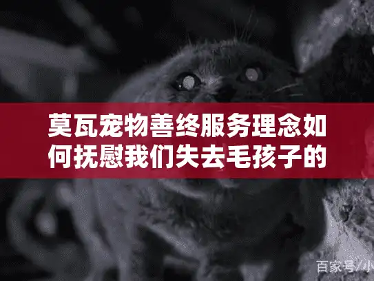 莫瓦宠物善终服务理念如何抚慰我们失去毛孩子的伤痛？