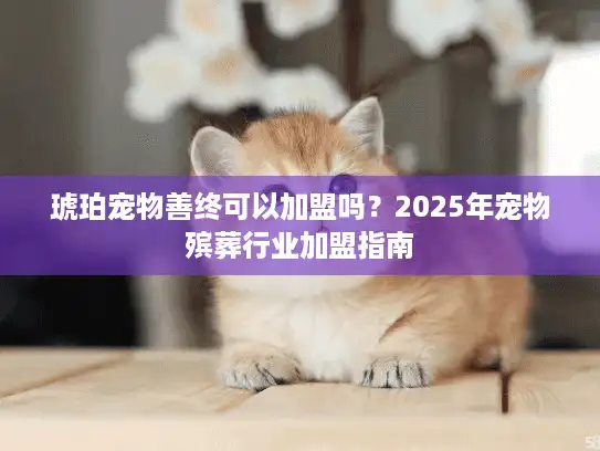 琥珀宠物善终可以加盟吗？2025年宠物殡葬行业加盟指南