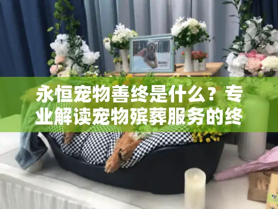 永恒宠物善终是什么？专业解读宠物殡葬服务的终极指南