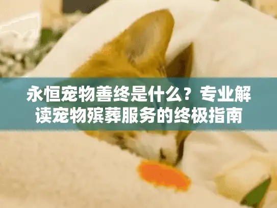 永恒宠物善终是什么？专业解读宠物殡葬服务的终极指南