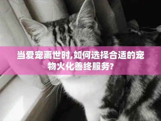 当爱宠离世时,如何选择合适的宠物火化善终服务?