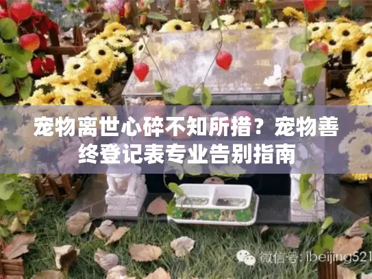 宠物离世心碎不知所措？宠物善终登记表专业告别指南