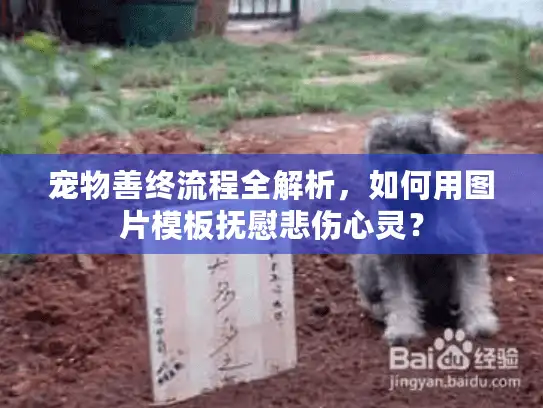 宠物善终流程全解析，如何用图片模板抚慰悲伤心灵？