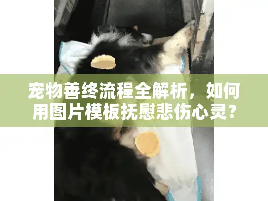宠物善终流程全解析，如何用图片模板抚慰悲伤心灵？
