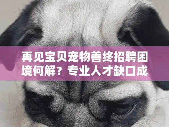 再见宝贝宠物善终招聘困境何解？专业人才缺口成行业痛点
