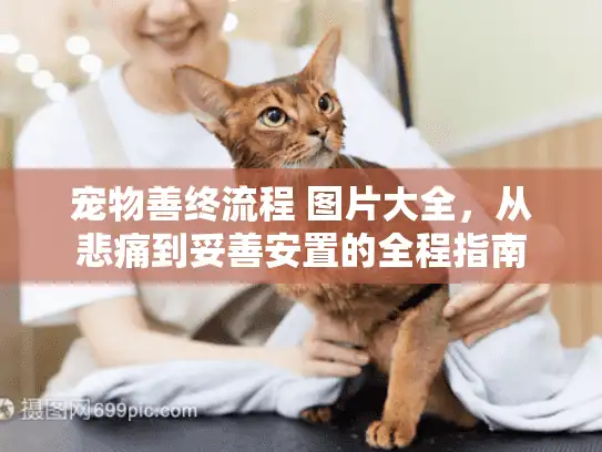 宠物善终流程 图片大全，从悲痛到妥善安置的全程指南