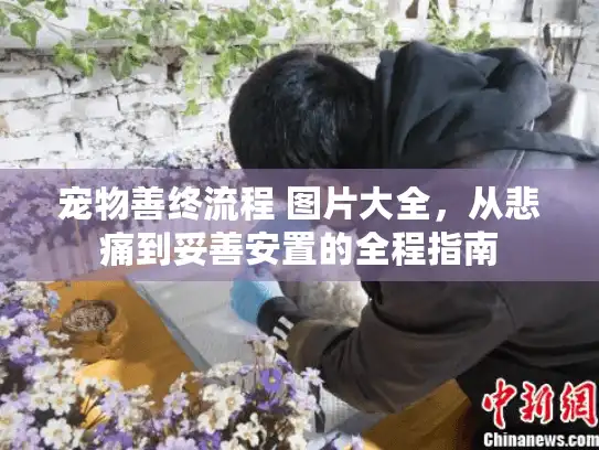 宠物善终流程 图片大全，从悲痛到妥善安置的全程指南