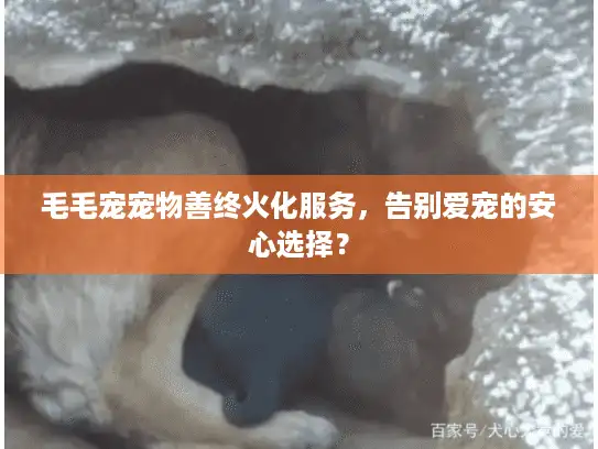 毛毛宠宠物善终火化服务，告别爱宠的安心选择？