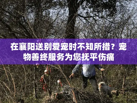 在襄阳送别爱宠时不知所措？宠物善终服务为您抚平伤痛