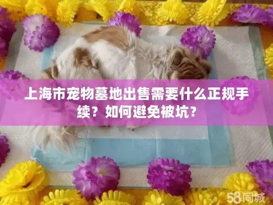 上海市宠物墓地出售需要什么正规手续？如何避免被坑？