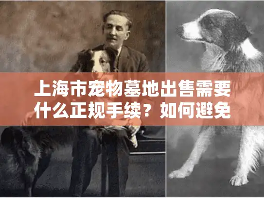 上海市宠物墓地出售需要什么正规手续？如何避免被坑？