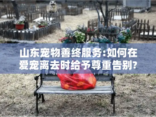 山东宠物善终服务:如何在爱宠离去时给予尊重告别?