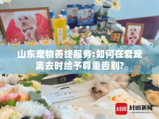 山东宠物善终服务:如何在爱宠离去时给予尊重告别?