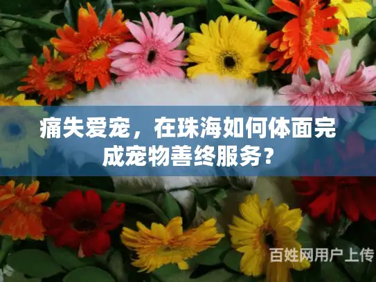 痛失爱宠，在珠海如何体面完成宠物善终服务？