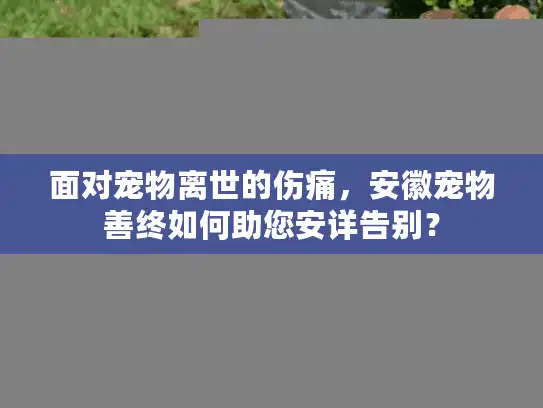 面对宠物离世的伤痛，安徽宠物善终如何助您安详告别？