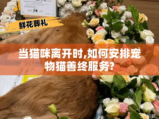 当猫咪离开时,如何安排宠物猫善终服务?