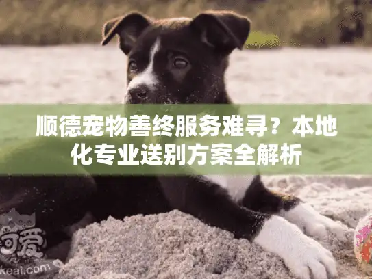 顺德宠物善终服务难寻？本地化专业送别方案全解析