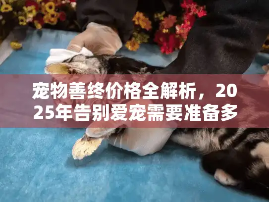 宠物善终价格全解析，2025年告别爱宠需要准备多少预算？
