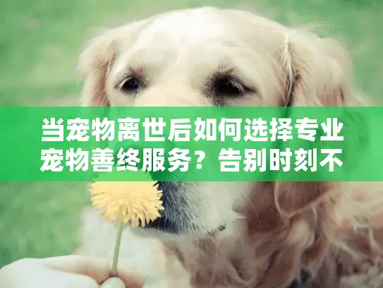 当宠物离世后如何选择专业宠物善终服务？告别时刻不再迷茫