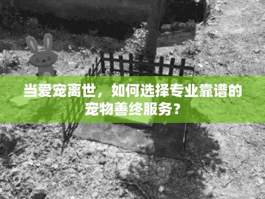 当爱宠离世，如何选择专业靠谱的宠物善终服务？