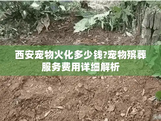 西安宠物火化多少钱?宠物殡葬服务费用详细解析