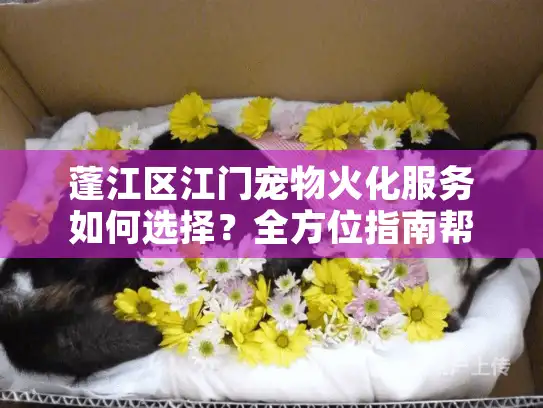 蓬江区江门宠物火化服务如何选择？全方位指南帮你渡过宠物离别难关