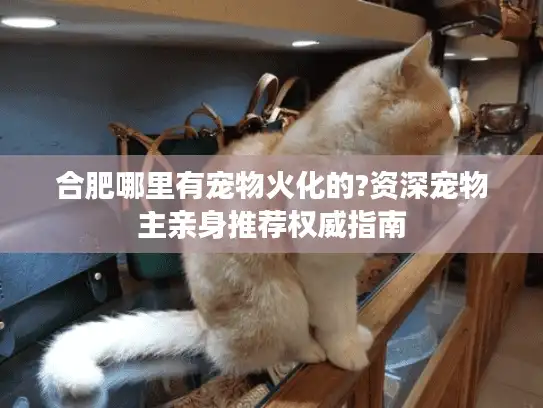 合肥哪里有宠物火化的?资深宠物主亲身推荐权威指南