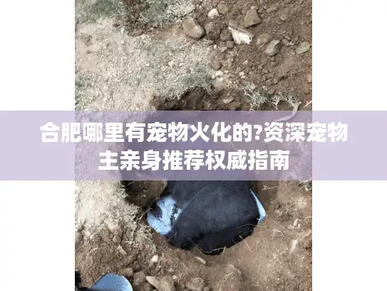合肥哪里有宠物火化的?资深宠物主亲身推荐权威指南