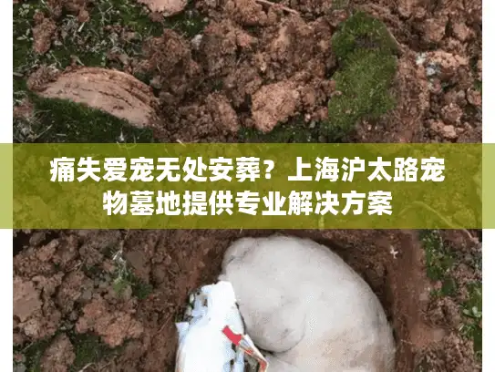 痛失爱宠无处安葬？上海沪太路宠物墓地提供专业解决方案