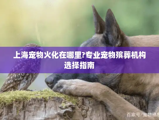 上海宠物火化在哪里?专业宠物殡葬机构选择指南