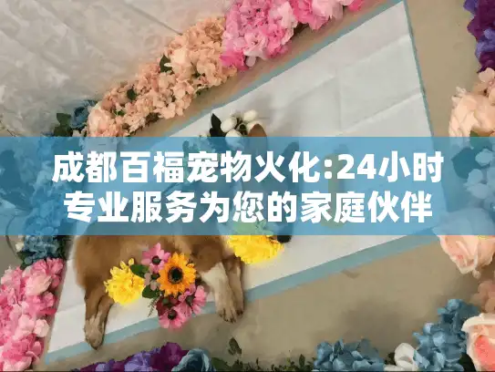成都百福宠物火化:24小时专业服务为您的家庭伙伴送最后一程