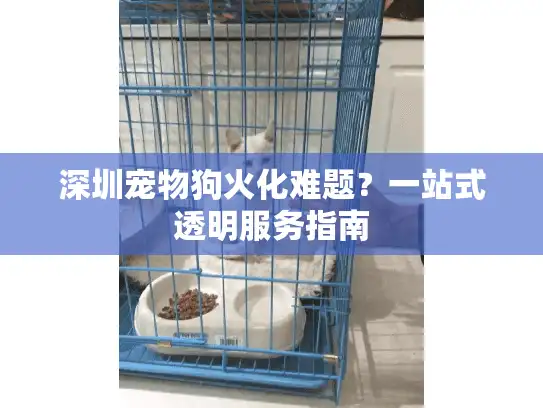 深圳宠物狗火化难题？一站式透明服务指南