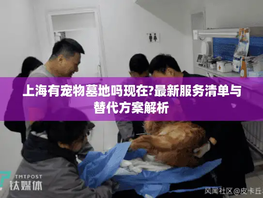 上海有宠物墓地吗现在?最新服务清单与替代方案解析