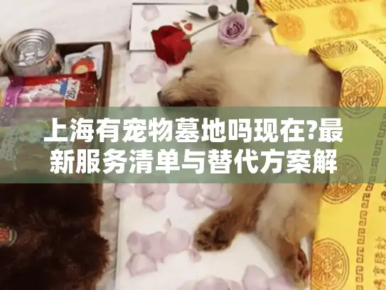 上海有宠物墓地吗现在?最新服务清单与替代方案解析