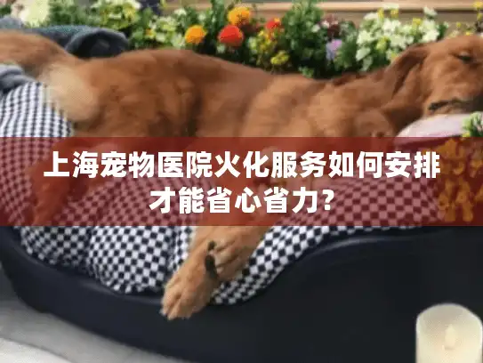 上海宠物医院火化服务如何安排才能省心省力？
