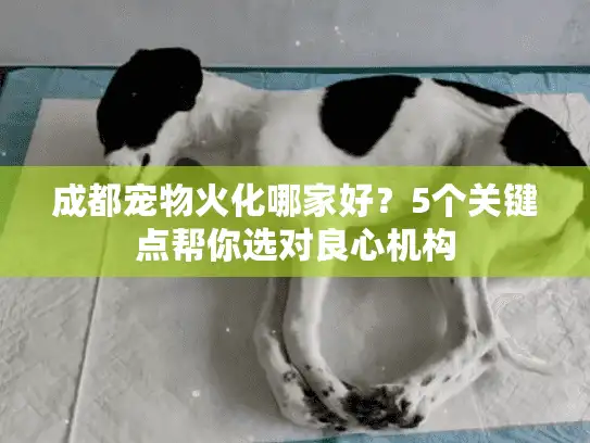 成都宠物火化哪家好？5个关键点帮你选对良心机构
