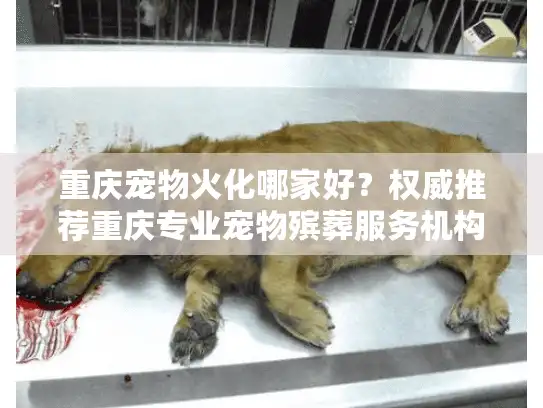 重庆宠物火化哪家好？权威推荐重庆专业宠物殡葬服务机构名单