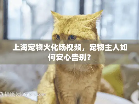 上海宠物火化场视频，宠物主人如何安心告别？