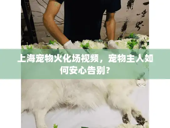 上海宠物火化场视频，宠物主人如何安心告别？