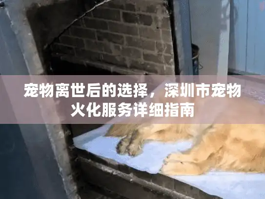 宠物离世后的选择，深圳市宠物火化服务详细指南