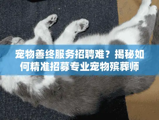 宠物善终服务招聘难？揭秘如何精准招募专业宠物殡葬师