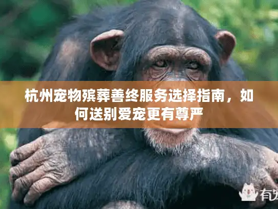杭州宠物殡葬善终服务选择指南，如何送别爱宠更有尊严