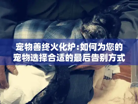 宠物善终火化炉:如何为您的宠物选择合适的最后告别方式?
