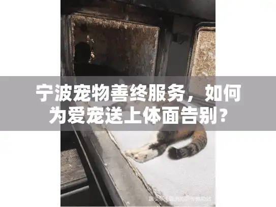 宁波宠物善终服务，如何为爱宠送上体面告别？