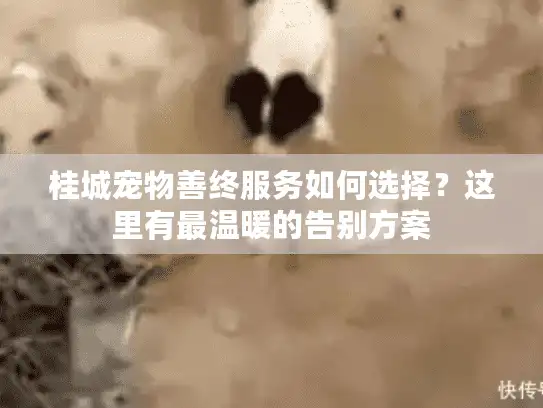 桂城宠物善终服务如何选择？这里有最温暖的告别方案