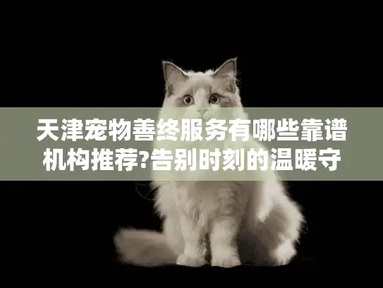 天津宠物善终服务有哪些靠谱机构推荐?告别时刻的温暖守护指南