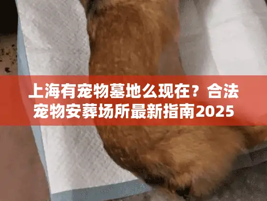 上海有宠物墓地么现在？合法宠物安葬场所最新指南2025