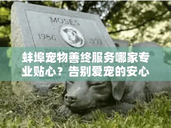 蚌埠宠物善终服务哪家专业贴心？告别爱宠的安心之选