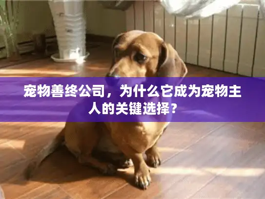 宠物善终公司，为什么它成为宠物主人的关键选择？